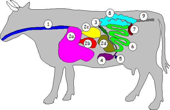 Rinderverdauung