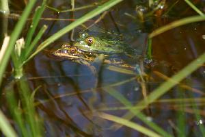 Seefrosch Weibchen mit Männchen