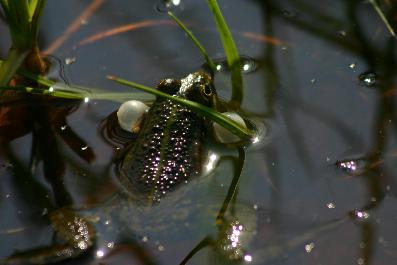 Seefrosch