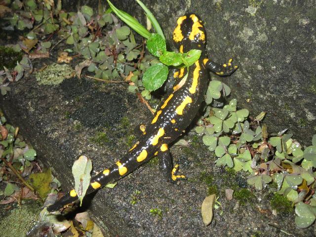 Feuersalamander