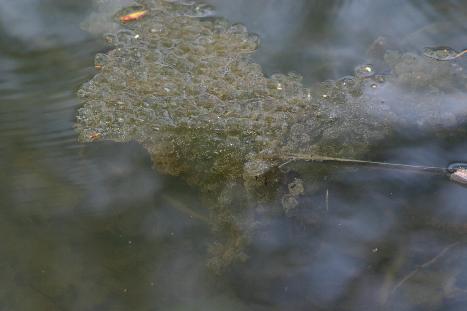 Grasfroschlaich