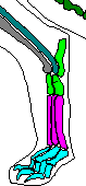 Fuß