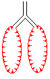 Lungenquerschnitt