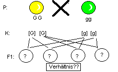 Rückkreuzung mit [GG]